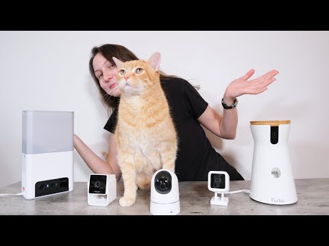 The Top 5 Best Cat Cameras: Are Pet Cams Worth It?